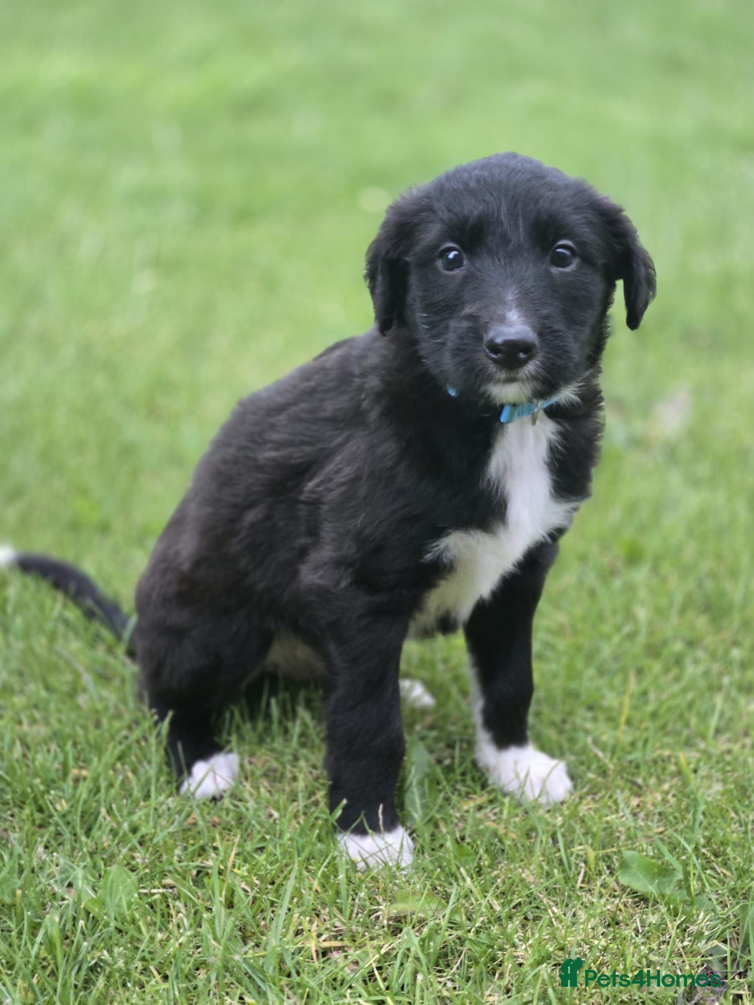 Mixed Breed dogs Lurcher puppies - Advert 5