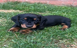 Miniature Dachshund dogs for sale: KC Reg Miniature Dachshund Smooth Haired Puppies - Image 4