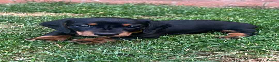 Miniature Dachshund Puppy 3