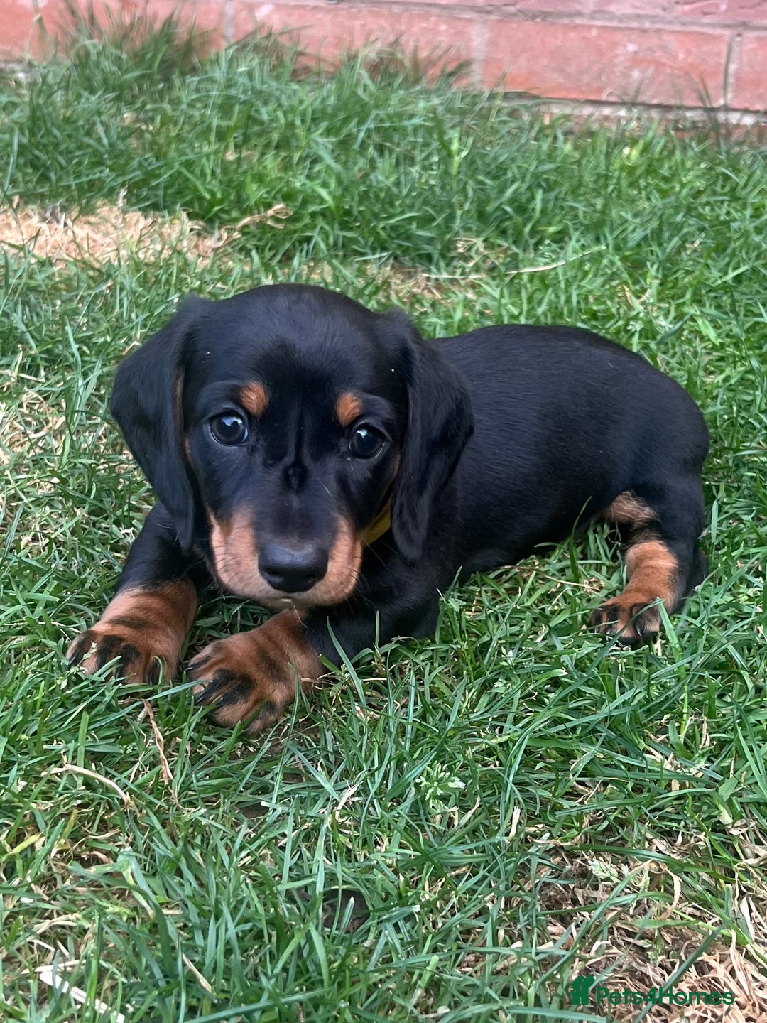 Miniature Dachshund dogs for sale: KC Reg Miniature Dachshund Smooth Haired Puppies - Image 4