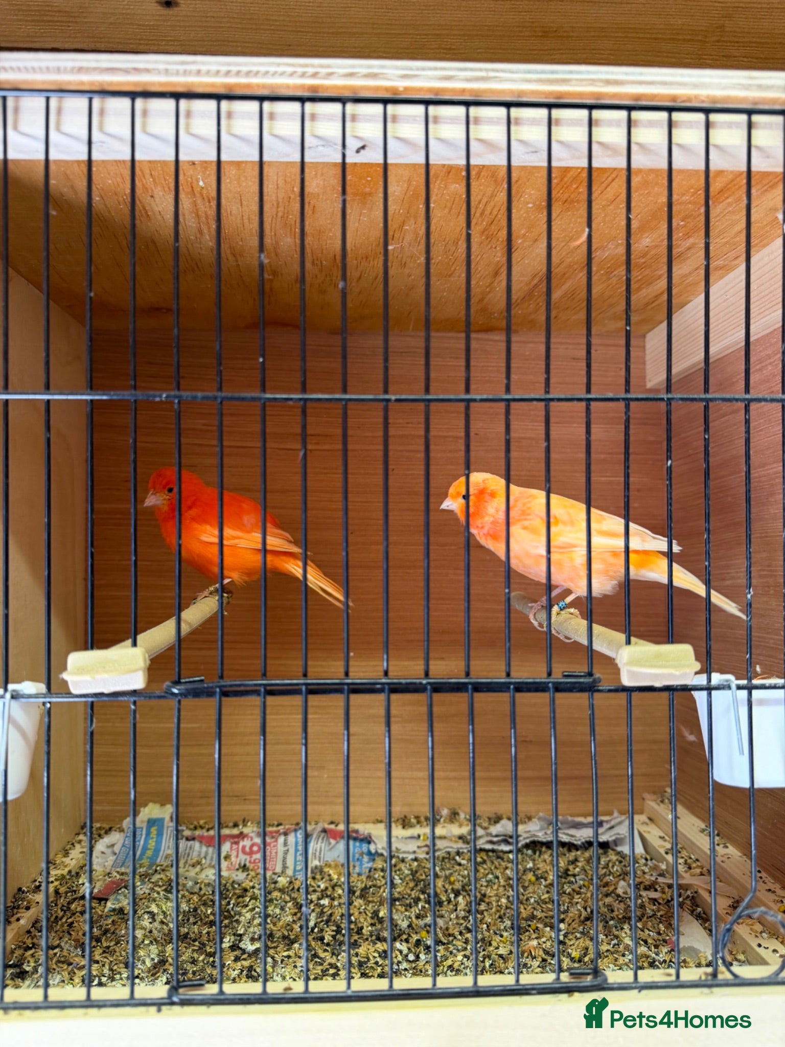 Canaries birds Canarie & budgies with breeding cages   - Advert 2