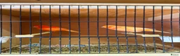 Canaries birds for sale: Canarie & budgies with breeding cages   - Advert 2