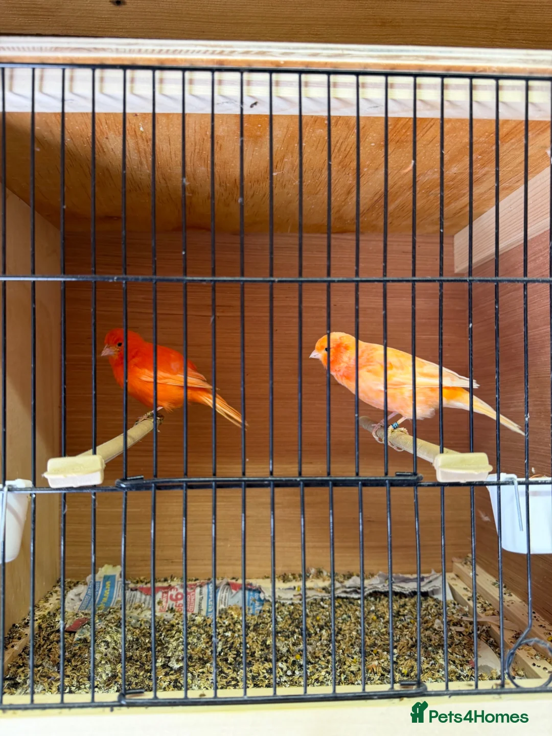Canaries birds for sale: Canarie & budgies with breeding cages   - Advert 2