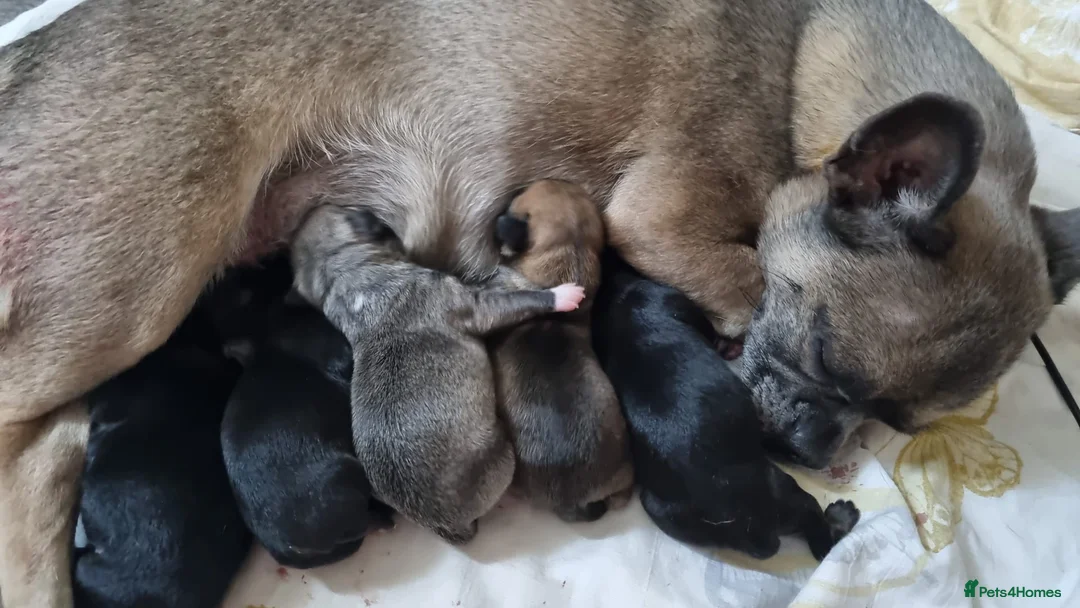 French Bulldog dogs for stud: VEGAS- new shade Isabella & tan Merle  in Southampton - Advert 17