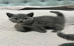 British Shorthair cats for sale: British shorthair hair kittens  - Image 2