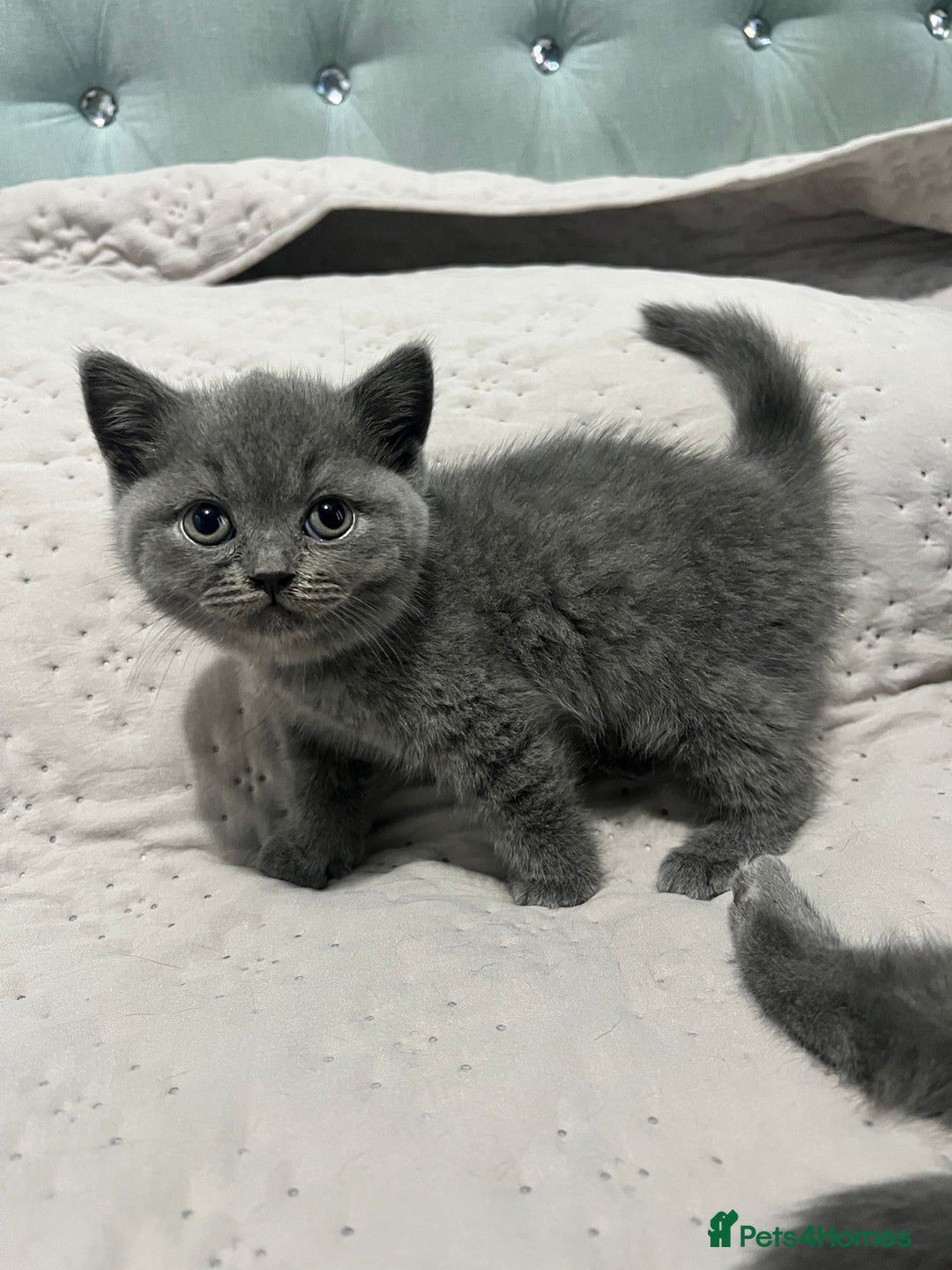 British Shorthair cats for sale: British shorthair hair kittens  - Image 2