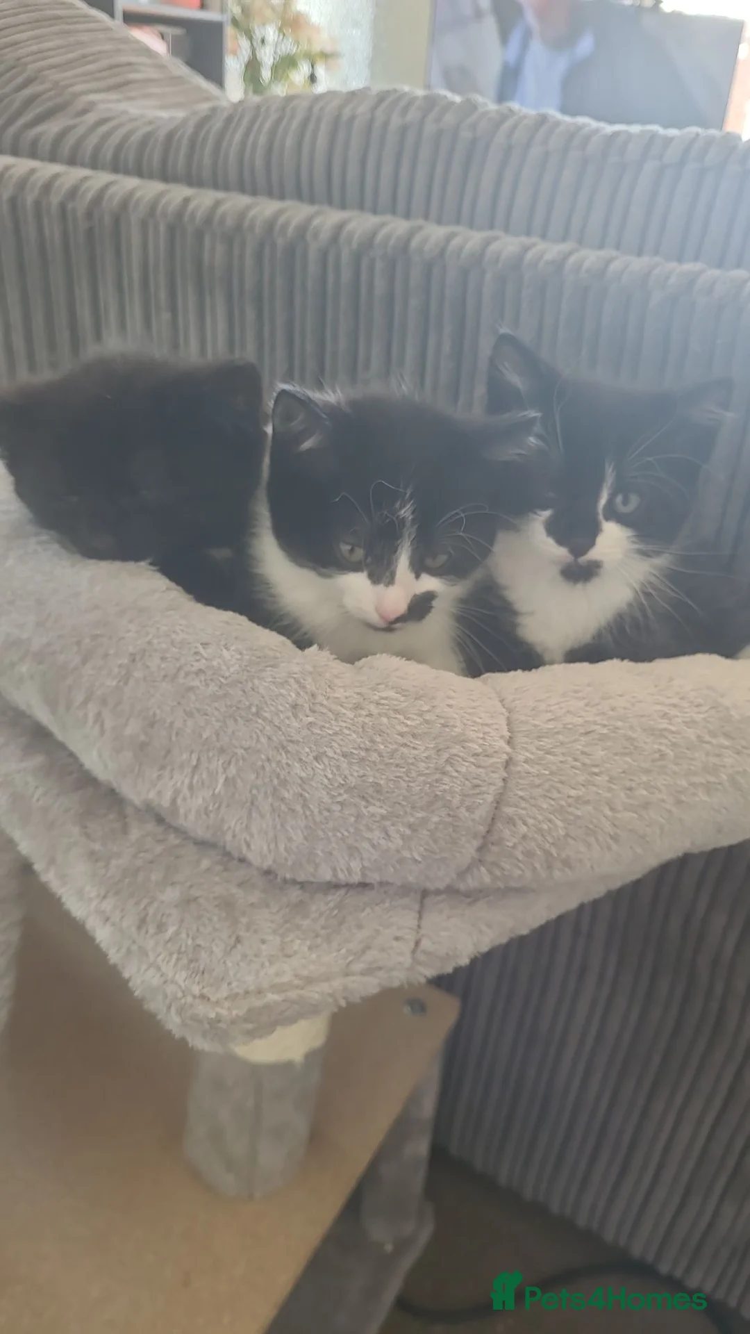 Mixed Breed cats for sale: Gorgeous kittens - Advert 9