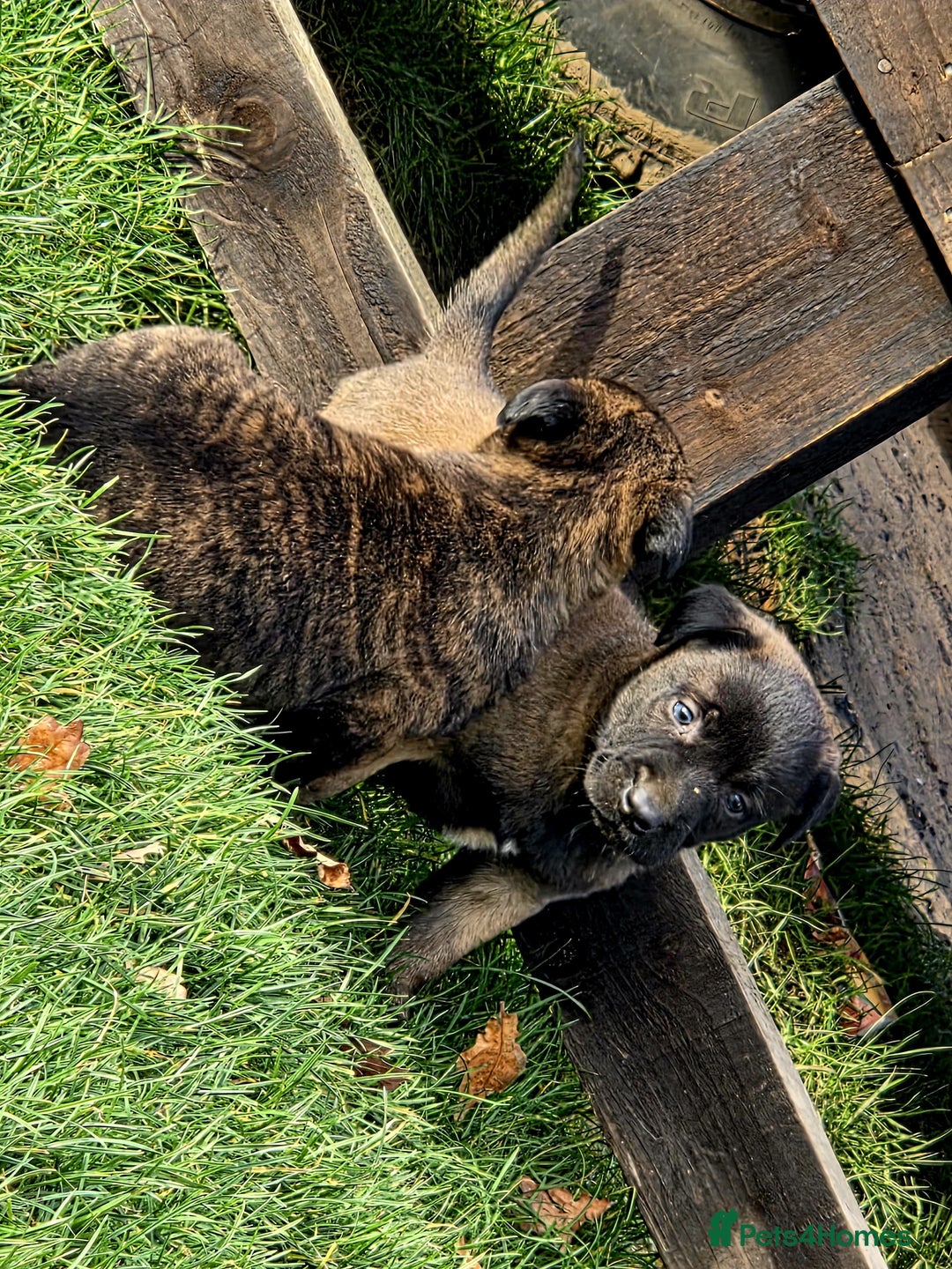 Belgian Shepherd Dog dogs for sale: Dutch Herder x Mali Pups 🔥 - Advert 5