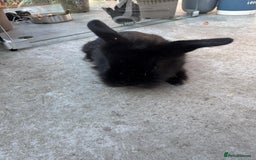 Dwarf Lop rabbits for sale: Dwarf lop kitts  - Image 7