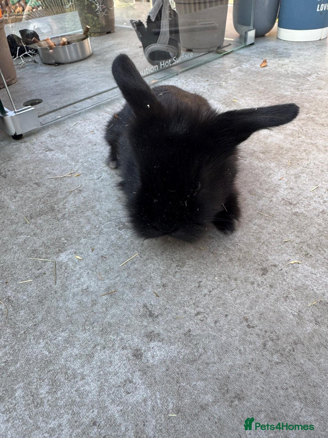 Dwarf Lop rabbits for sale: Dwarf lop kitts  - Image 7