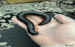 Mixed Breed invertebrates for sale: Tarantulas And Millipedes  - Image 2
