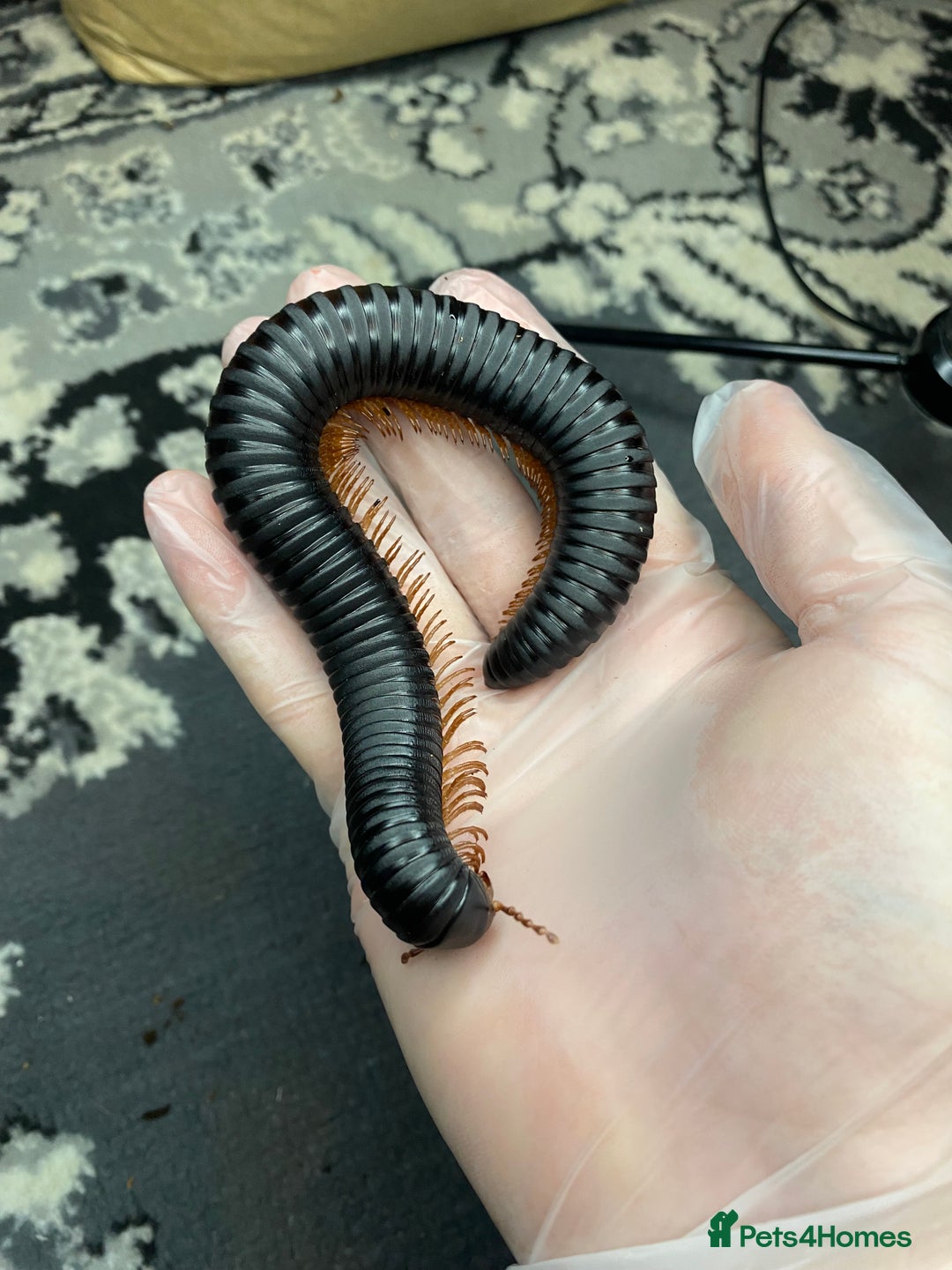 Mixed Breed invertebrates for sale: Tarantulas And Millipedes  - Image 2