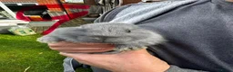 Mixed Breed rabbits for sale: Angora/Lop beautiful rabbits. Ready I a week - Advert 4