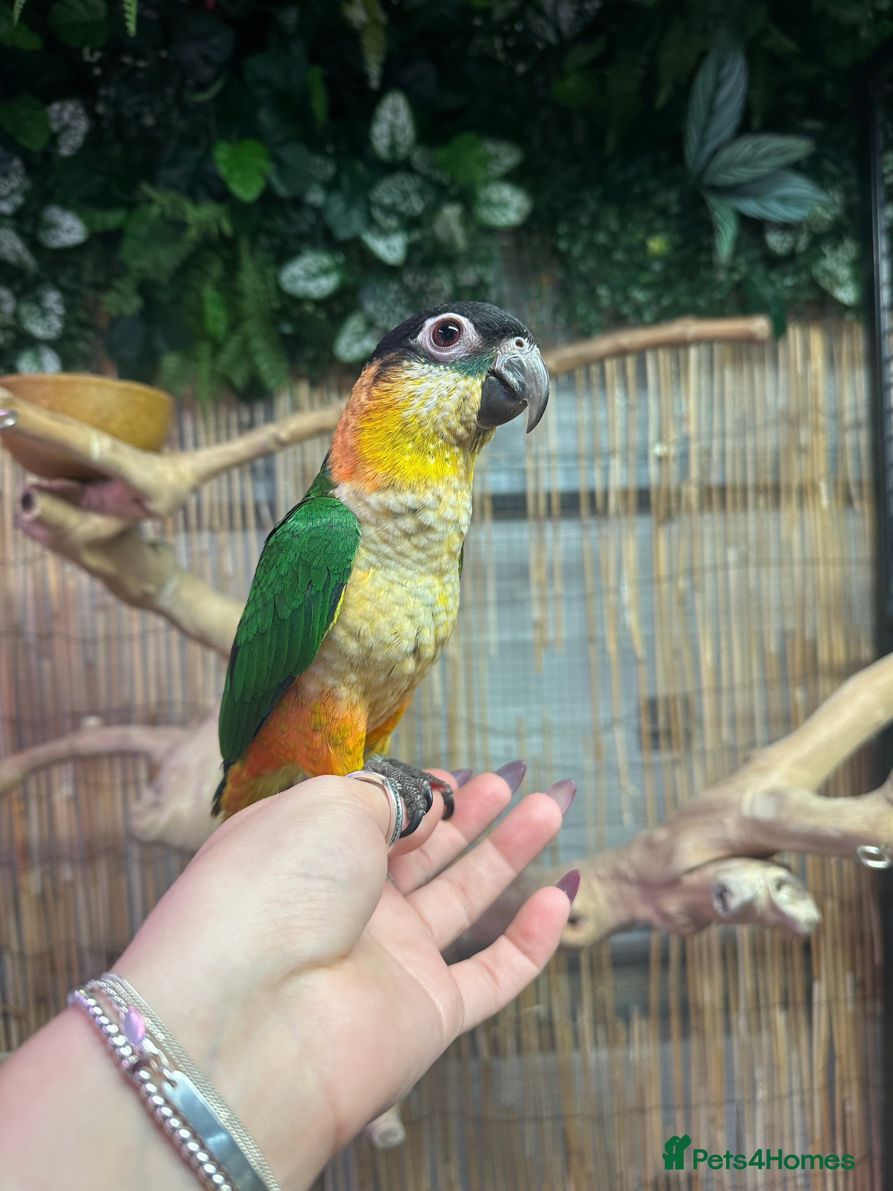 Parrots birds Hand Reared Black Headed Caique  - Advert 5