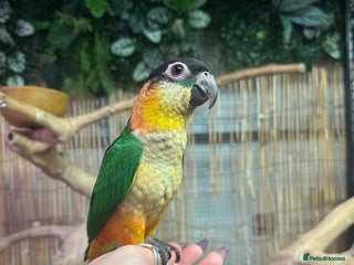 Parrots birds for sale: Hand Reared Black Headed Caique - Advert 3