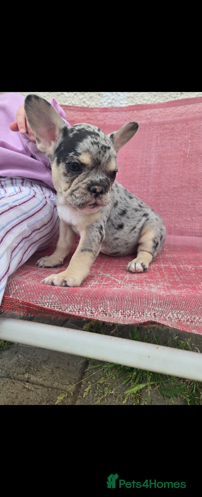 French Bulldog dogs 3 Stunning French bulldog puppies left - Advert 5