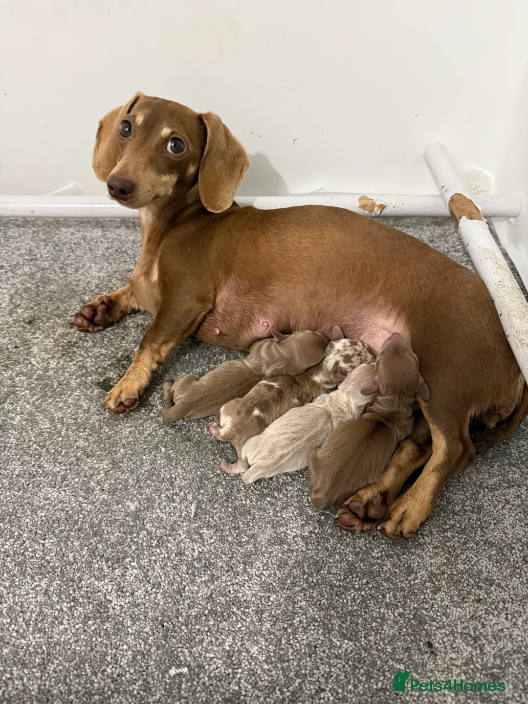 Miniature Dachshund dogs for sale: KC Mini Smooth haired Dachshunds  - Advert 10