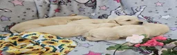 Golden Retriever dogs for sale: Beautiful KC Reg Golden Retriever Puppies - Advert 11