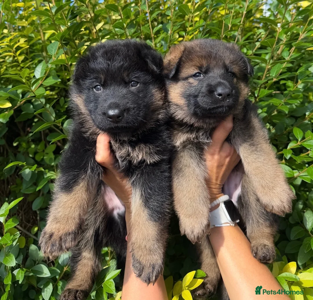 German Shepherd dogs for sale: Beautiful German shepherd pups KC registered  - Advert 1
