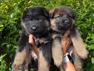 German Shepherd dogs Beautiful German shepherd pups KC registered - Advert 12