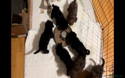 Jackapoo dogs for sale: Jackapoo - Image 4