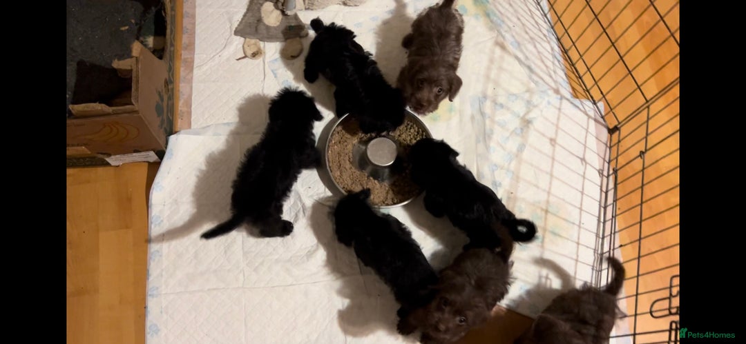 Jackapoo dogs for sale: Jackapoo - Image 4