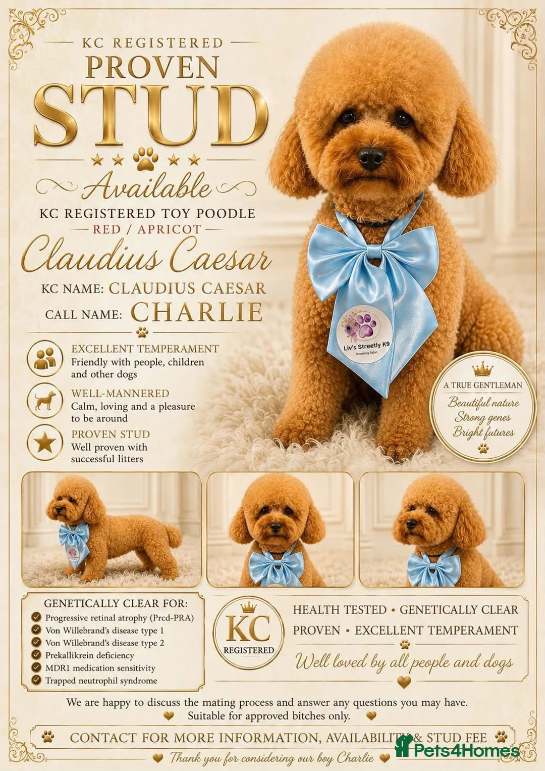 Toy Poodle dogs for stud: KC Toy poodle  extensively health tested  - Advert 2