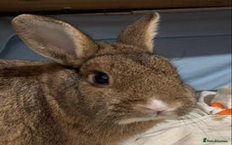 Rex rabbits for sale: TWO REX RABBITS  - Image 2