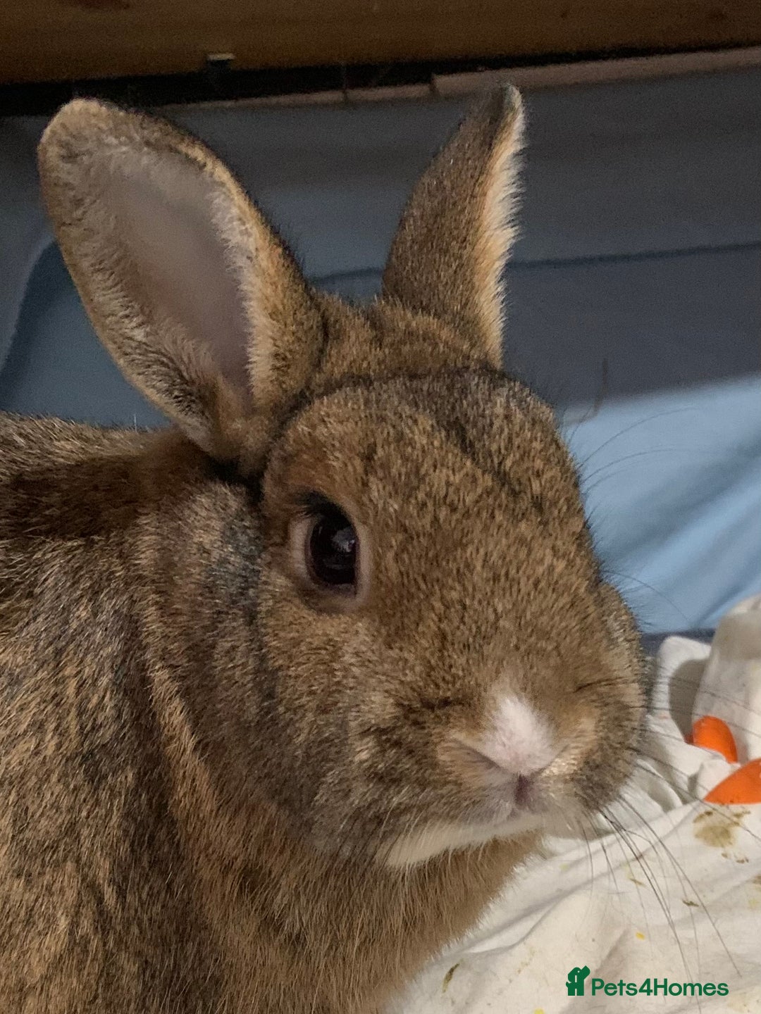 Rex rabbits for sale: TWO REX RABBITS  - Image 2