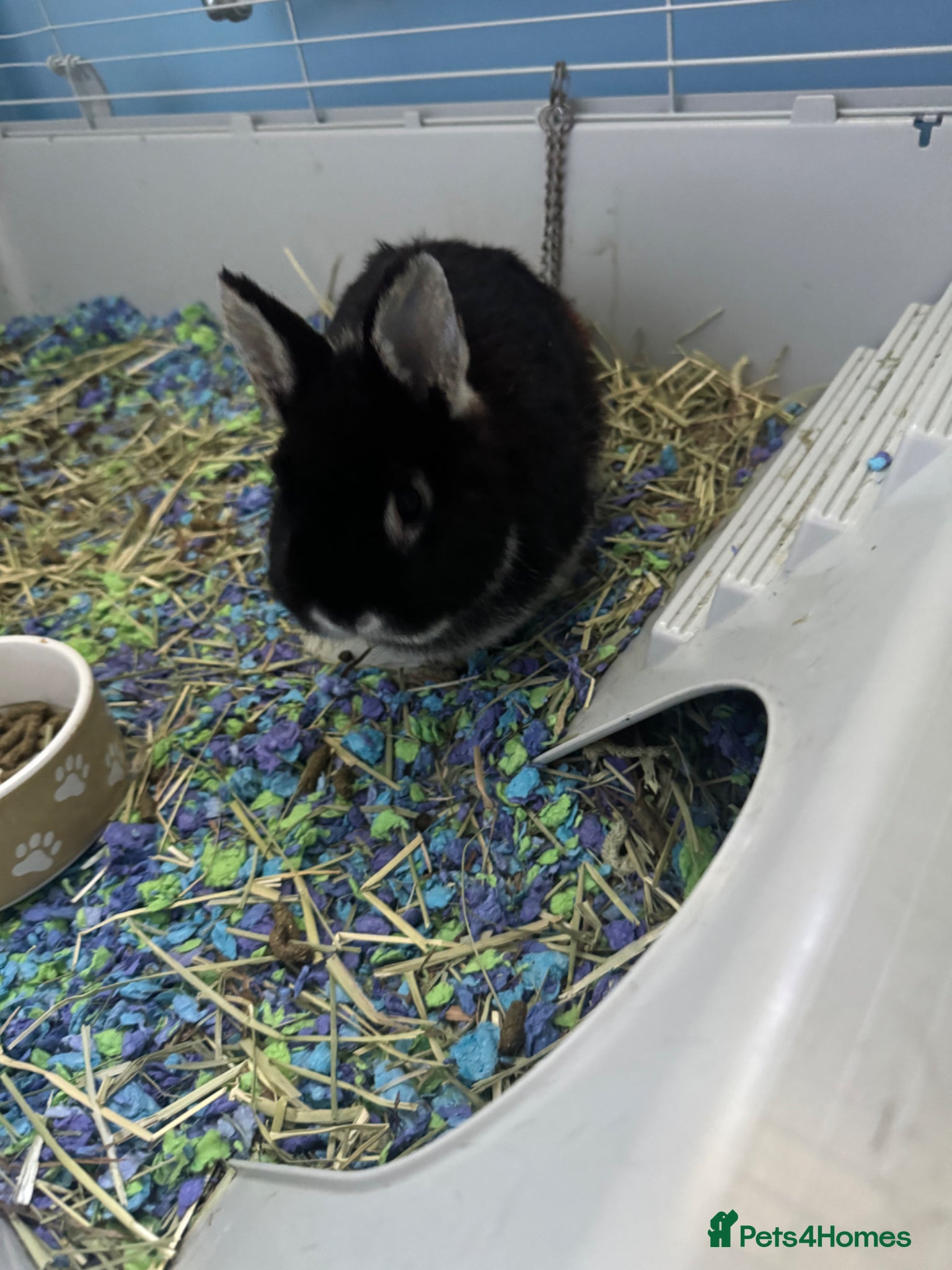 Netherland Dwarf rabbits 2 Netherland dwarf rabbits - Advert 1