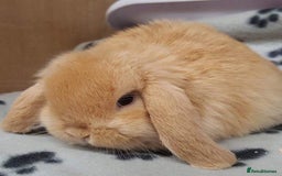 Mini Lop rabbits for sale: VACCINATED, wormed & fleaed MINI BABES READY NOW - Image 20