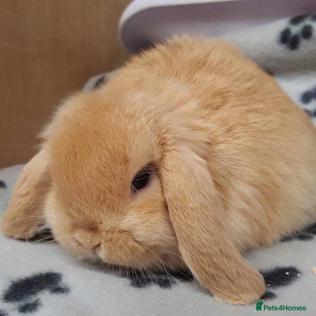 Mini Lop rabbits for sale: VACCINATED, wormed & fleaed MINI BABES READY NOW - Image 20