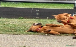 Mixed Breed dogs for sale: Rocko  - Image 2