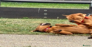 Mixed Breed dogs - Advert 6