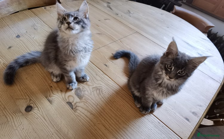 Maine Coon cats - Advert 16