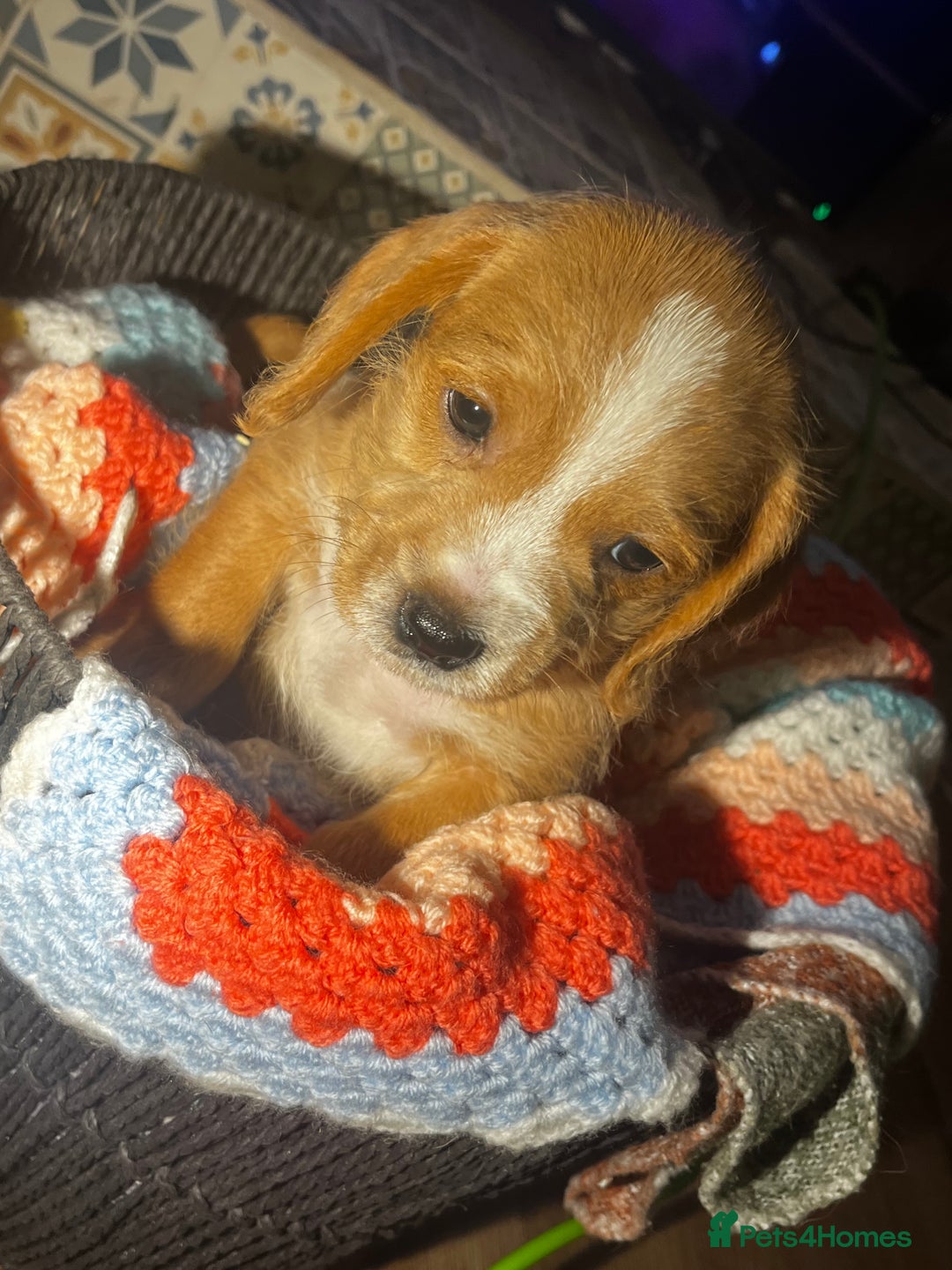 Mixed Breed dogs for sale: F2 cockapoo cross Spaniel cross  - Advert 11