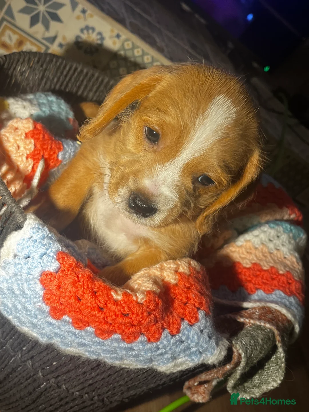 Mixed Breed dogs for sale: F2 cockapoo cross Spaniel cross  - Advert 11