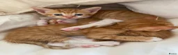 Mixed Breed cats for sale: Beautiful Ginger Kittens!  in London - Advert 13