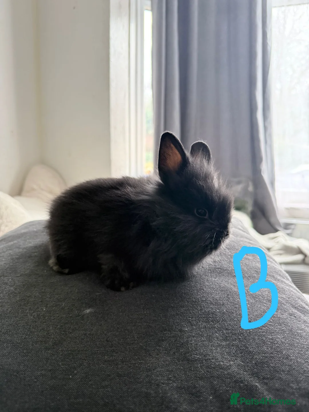 Lionhead rabbits for sale: BEAUTIFUL LIONHEAD BABY FOR SALE - Advert 5