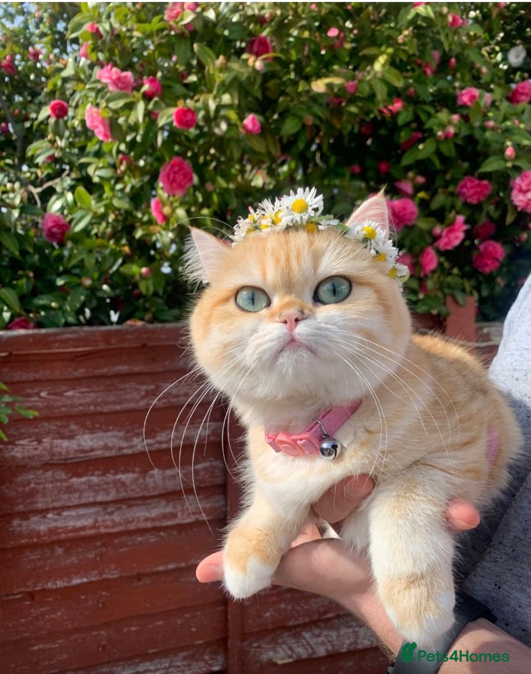 British Shorthair cats for sale:  GCCF champion lines Ny12  Bsh golden chinchilla  - Advert 15