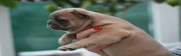 French Bulldog dogs for sale: Cute French Bulldog Puppies Available Soon - Advert 9