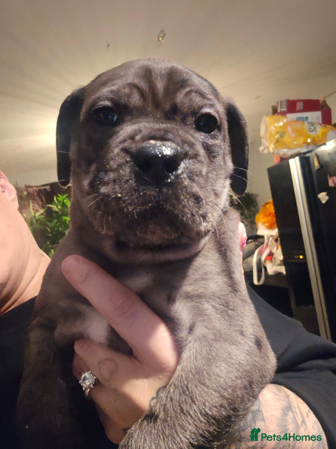 Cane Corso dogs for sale: Cane Corso Pups - Advert 2
