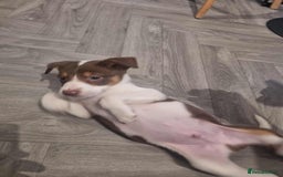 Border Collie dogs for sale: Border collie puppies  - Image 3