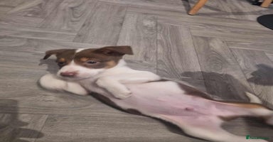 Border Collie dogs - Advert 1