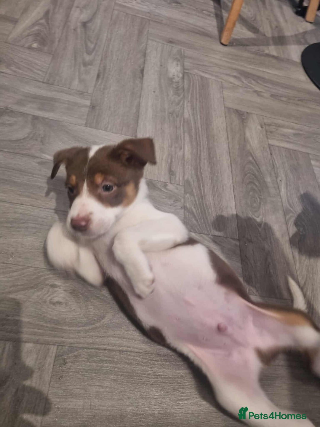 Border Collie dogs for sale: Border collie puppies  - Image 3