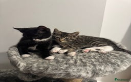Domestic Shorthair cats for sale: Beautiful Kittens available - Image 10