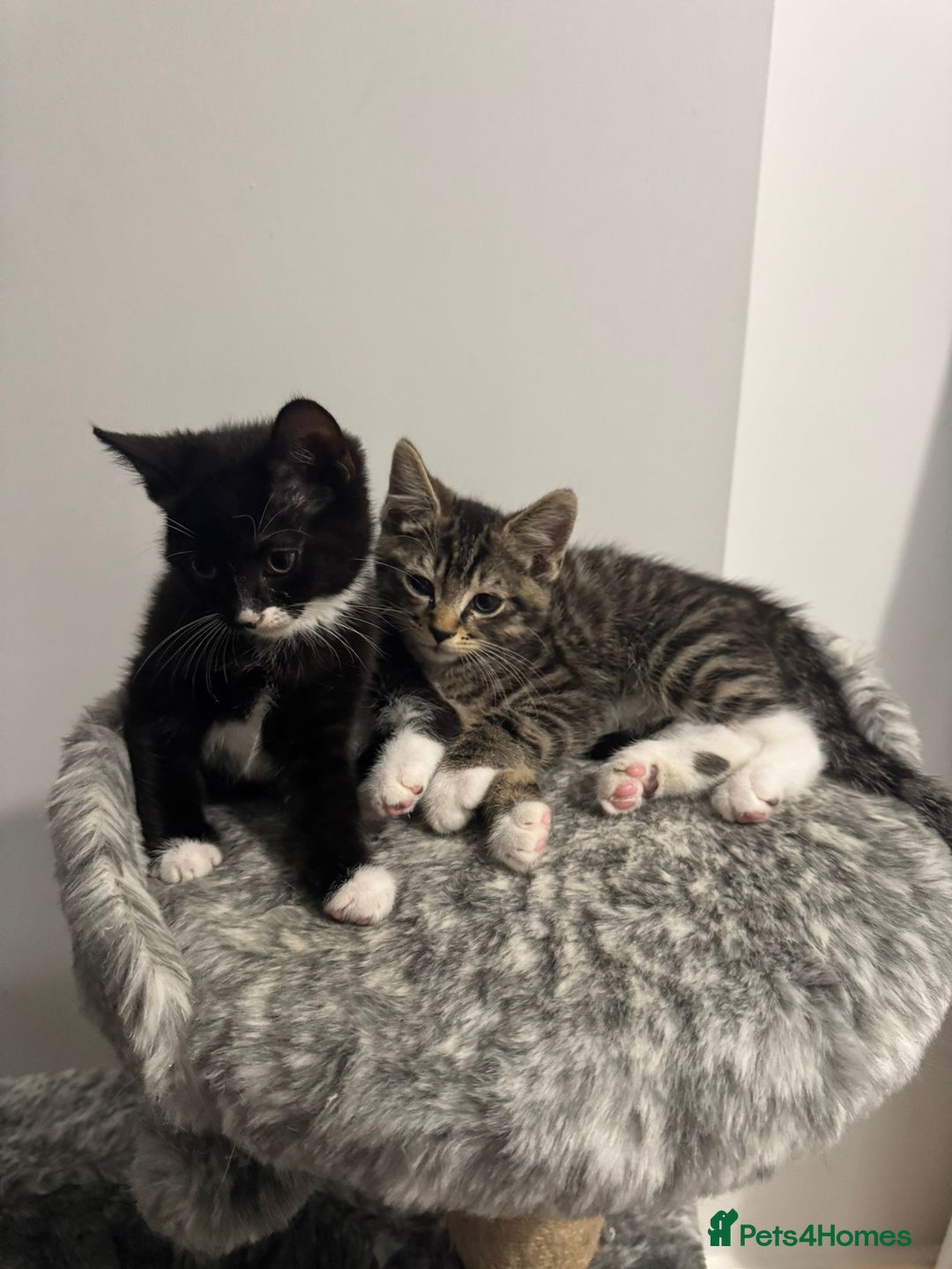 Domestic Shorthair cats for sale: Beautiful Kittens available - Image 10