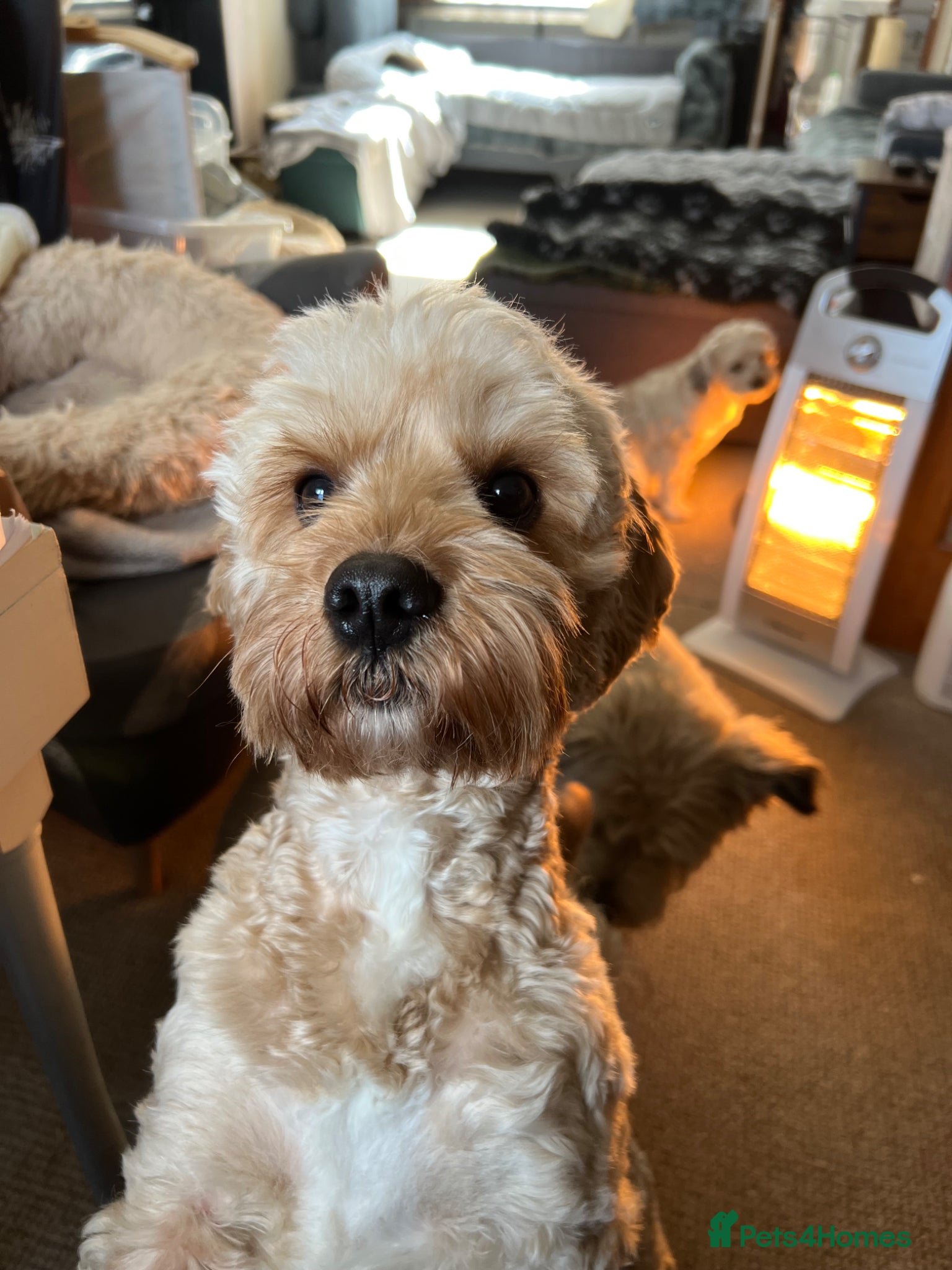 Cockapoo dogs Benji is looking for a new home  - Advert 4