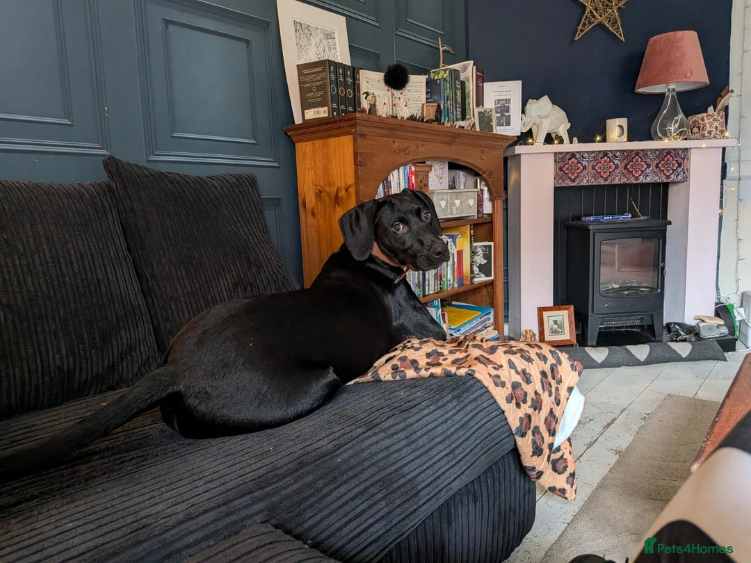 Mixed Breed dogs for sale: Bruno is a rotweiler/lurcher x Spaniel - Advert 2