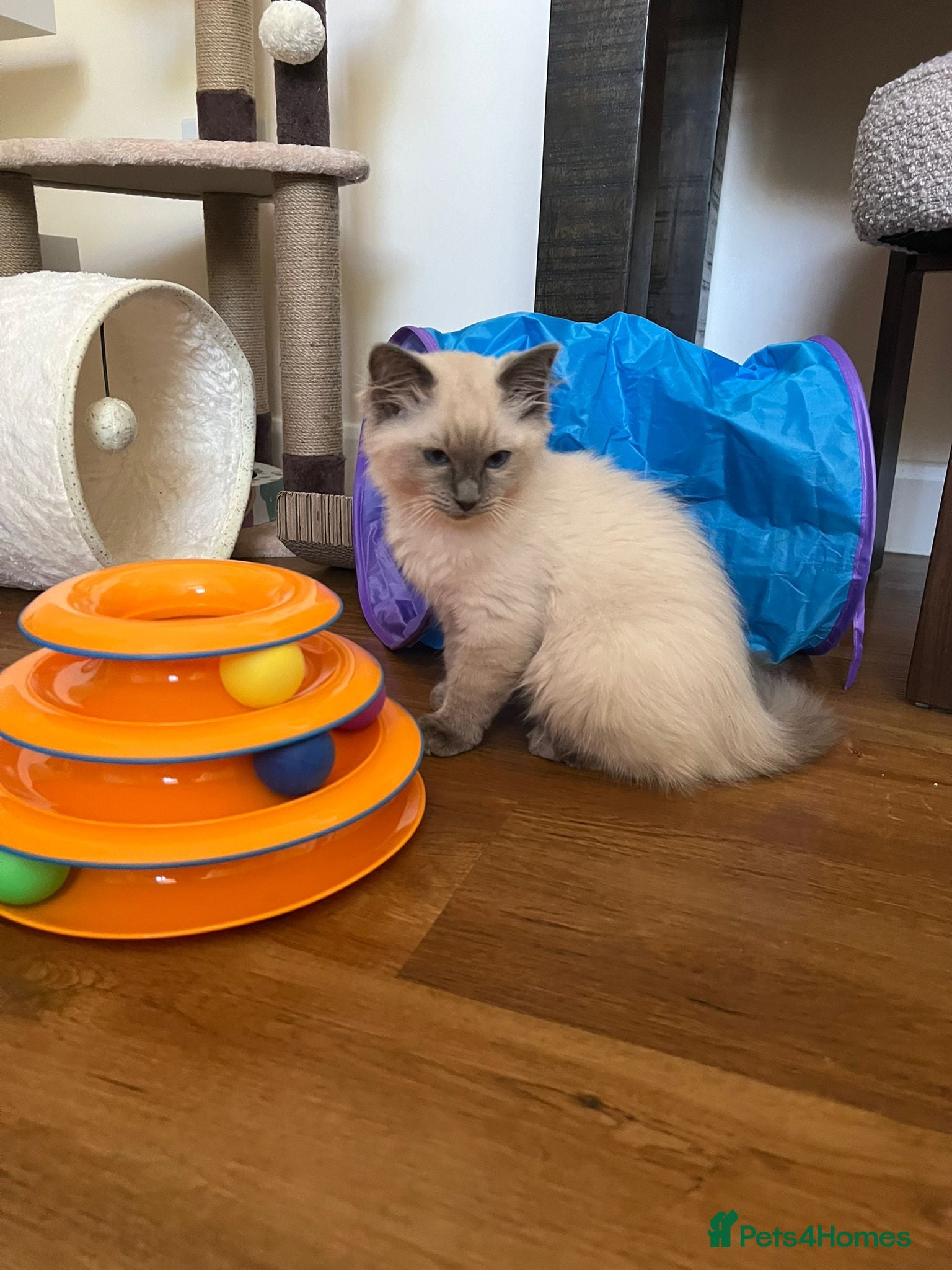 Ragdoll cats Male Ragdoll kitten - Advert 1